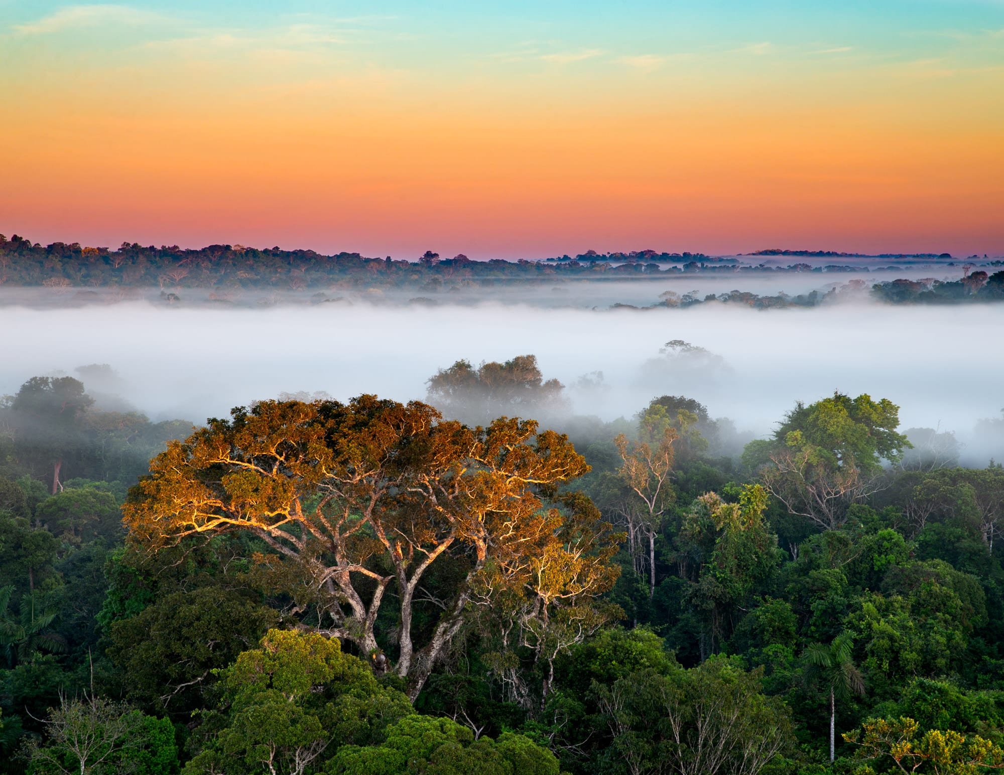 Amanhecer na Amazônia 1, fotografia fine art de Bruno Boni. Vista do alto do dossel, a floresta amazônica desperta sob um rio de névoa que corre entre as copas. A primeira luz do…