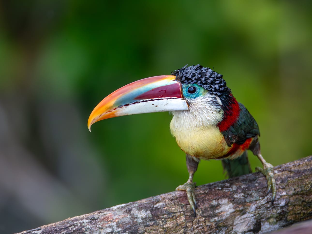 Araçari-mulato 1, fine art photograph by Bruno Boni. A side portrait of the curl-crested aracari (Pteroglossus beauharnaesii) captured at 800mm, revealing the only bird on…