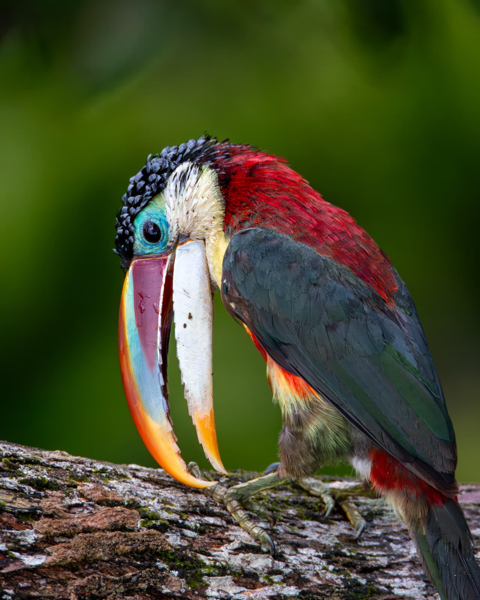 Araçari-mulato 2, fotografia fine art de Bruno Boni. O Araçari-mulato (Pteroglossus beauharnaesii) inclina-se sobre o galho, o grande bico multicolorido recolhido contra o…