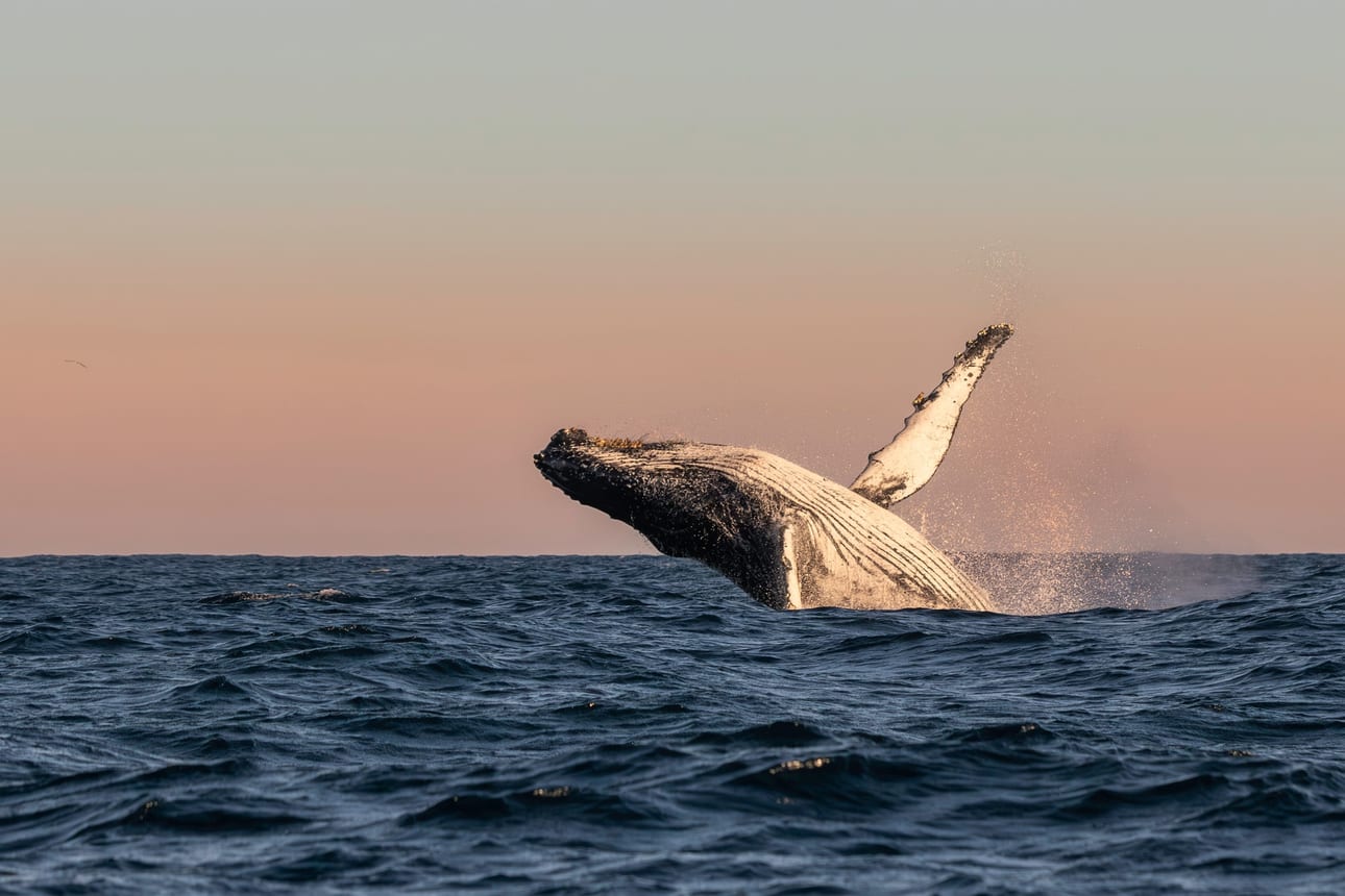 Colossos Acrobatas I, fotografia fine art de Bruno Boni. Poucos espetáculos no planeta são mais impactantes que uma jubarte (Megaptera novaeangliae) de 30 toneladas saltando…