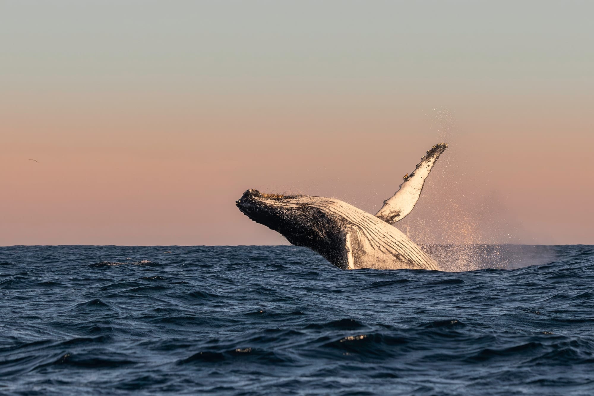 Colossos Acrobatas I, fotografia fine art de Bruno Boni. Poucos espetáculos no planeta são mais impactantes que uma jubarte (Megaptera novaeangliae) de 30 toneladas saltando…