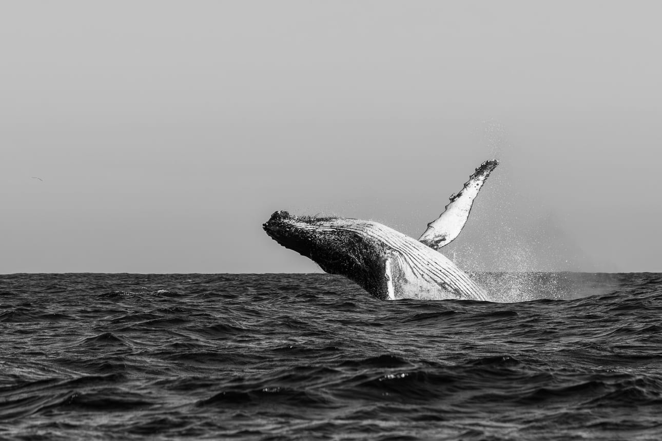 Colossos Acrobatas B&W I, fotografia fine art de Bruno Boni. Poucos espetáculos no planeta são mais impactantes que uma jubarte (Megaptera novaeangliae) de 30 toneladas saltando…