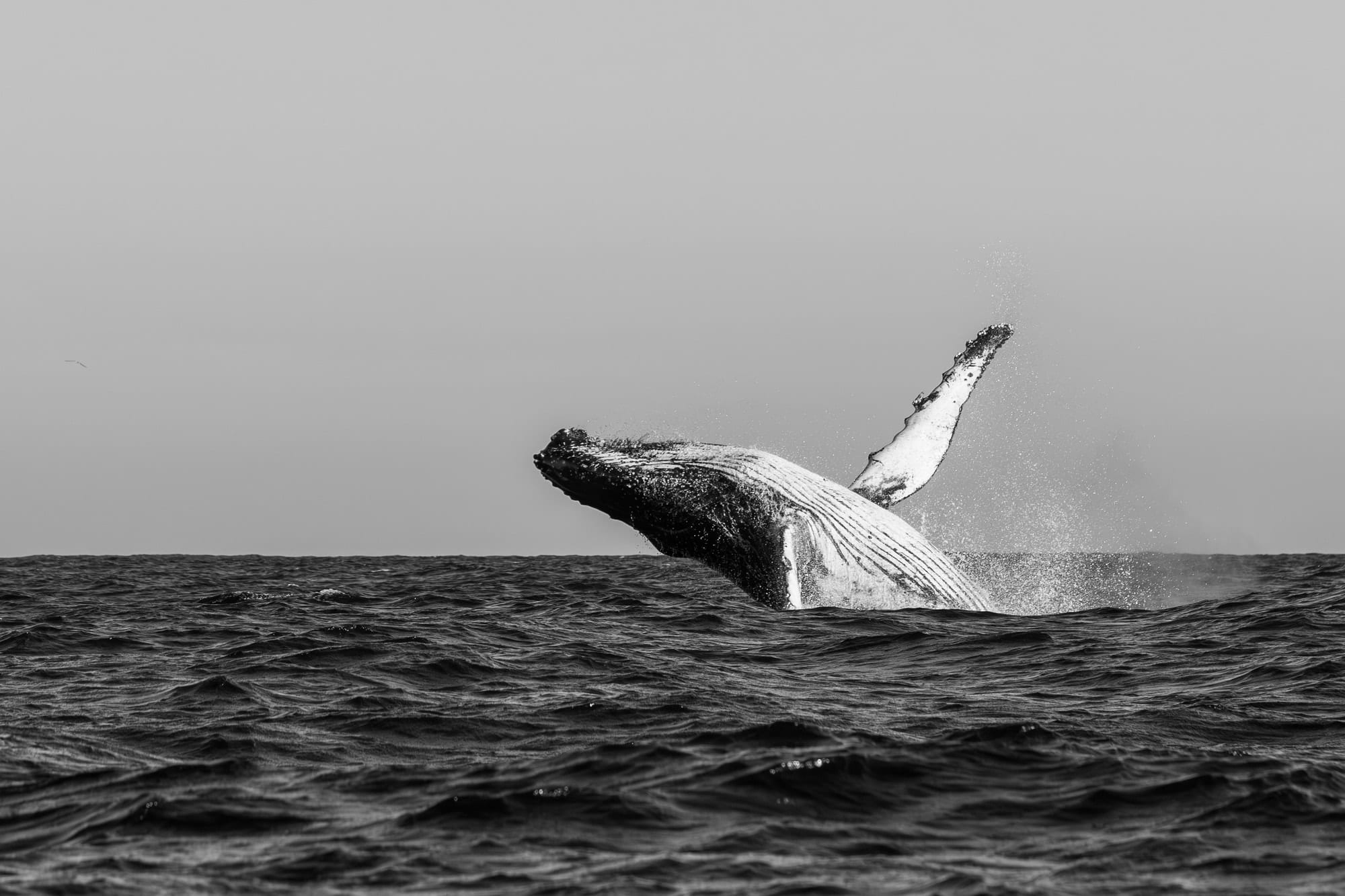 Colossos Acrobatas B&W I, fotografia fine art de Bruno Boni. Poucos espetáculos no planeta são mais impactantes que uma jubarte (Megaptera novaeangliae) de 30 toneladas saltando…