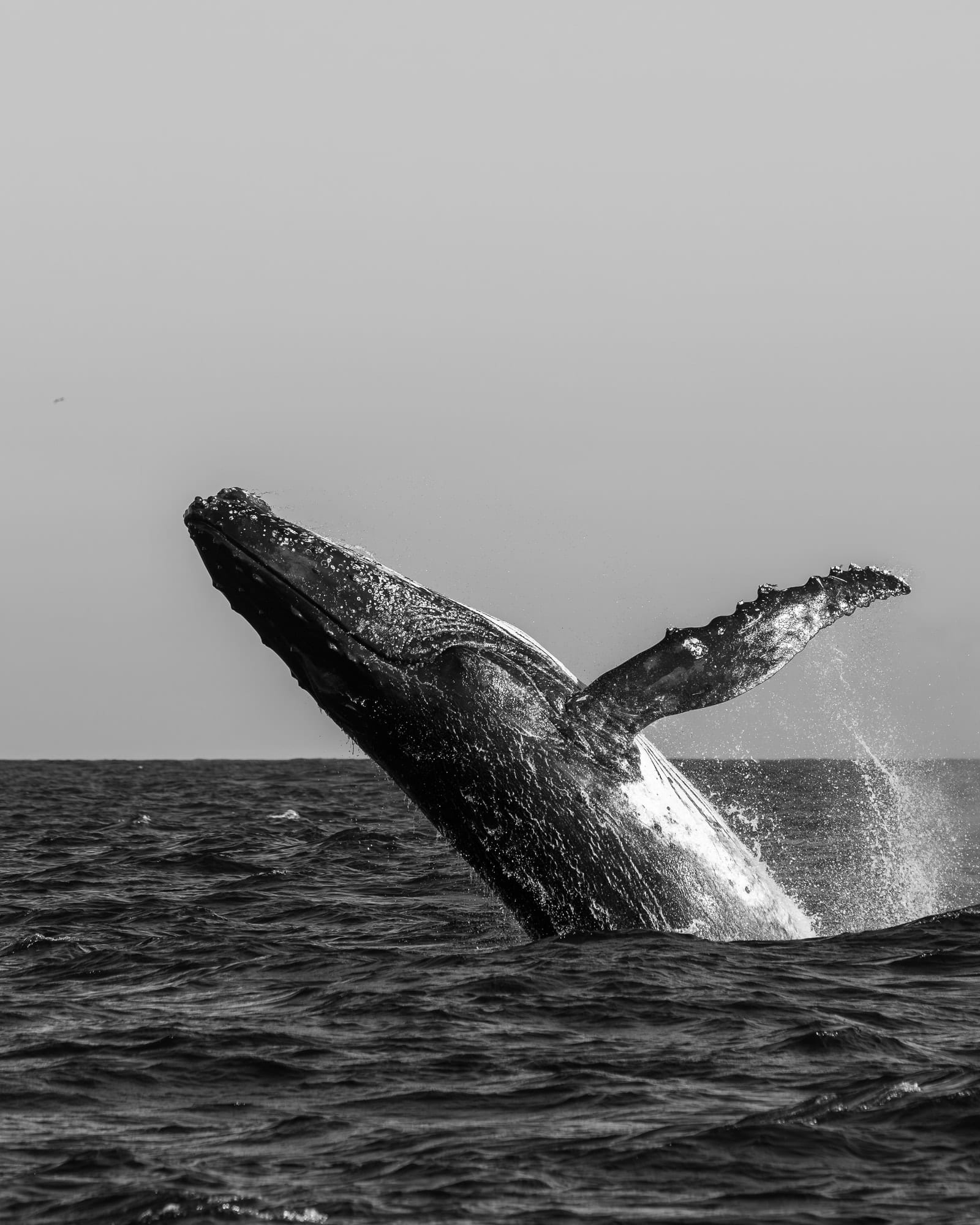 Colossos Acrobatas B&W II, fotografia fine art de Bruno Boni. Poucos espetáculos no planeta são mais impactantes que uma jubarte (Megaptera novaeangliae) de 30 toneladas saltando…