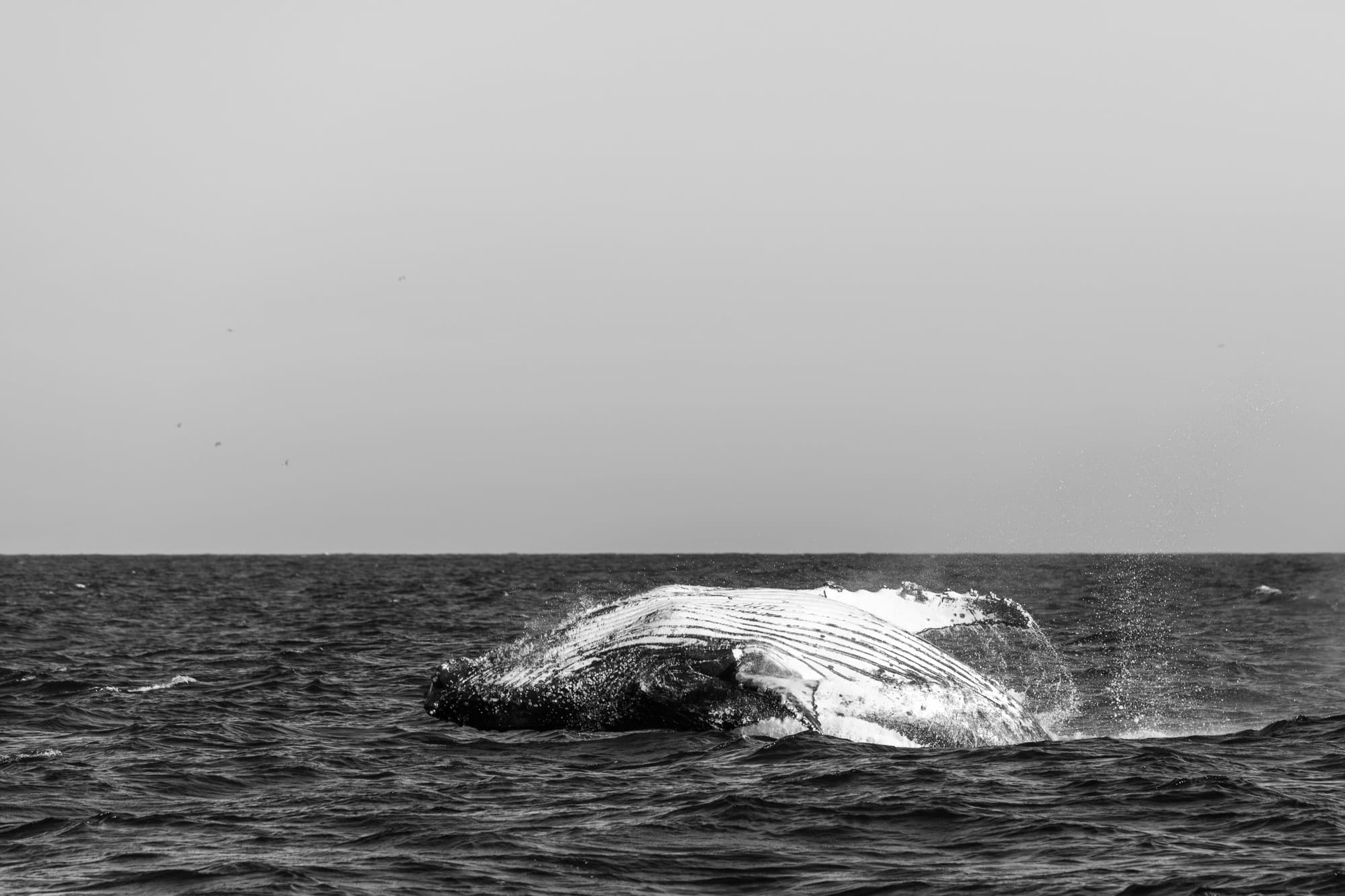 Colossos Acrobatas B&W III, fotografia fine art de Bruno Boni. Poucos espetáculos no planeta são mais impactantes que uma jubarte (Megaptera novaeangliae) de 30 toneladas saltando…