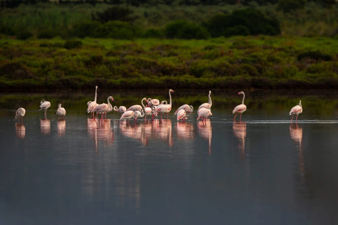 Flamingos de Ibiza 1, fotografia fine art de Bruno Boni. Sob luz baixa, as lagoas de Ses Salines viram um espelho: o bando de flamingos-rosados (Phoenicopterus roseus) se…
