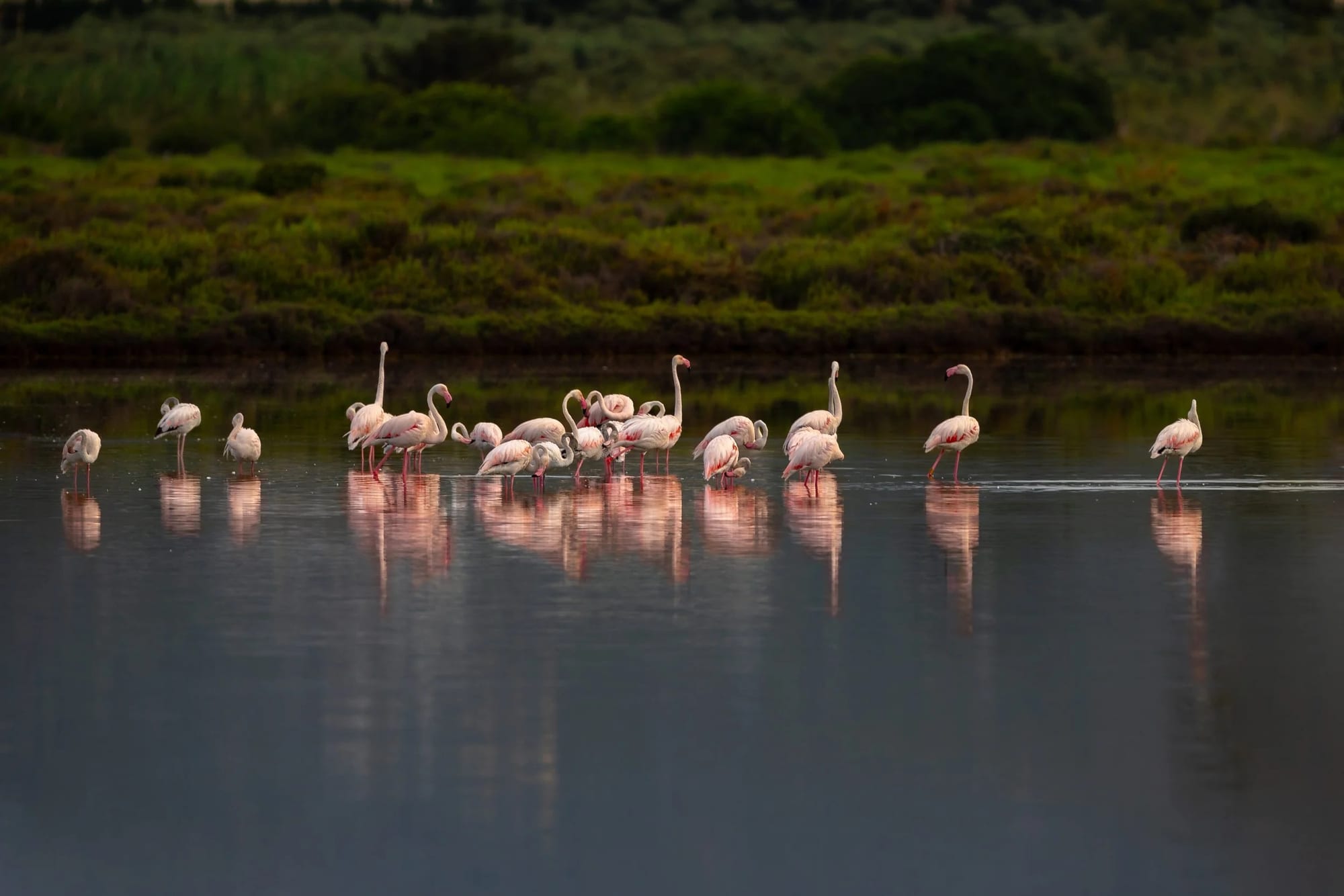 Flamingos of Ibiza 1, fine art photograph by Bruno Boni. In low light, the lagoons of Ses Salines become a mirror: the flock of greater flamingos (Phoenicopterus roseus)…