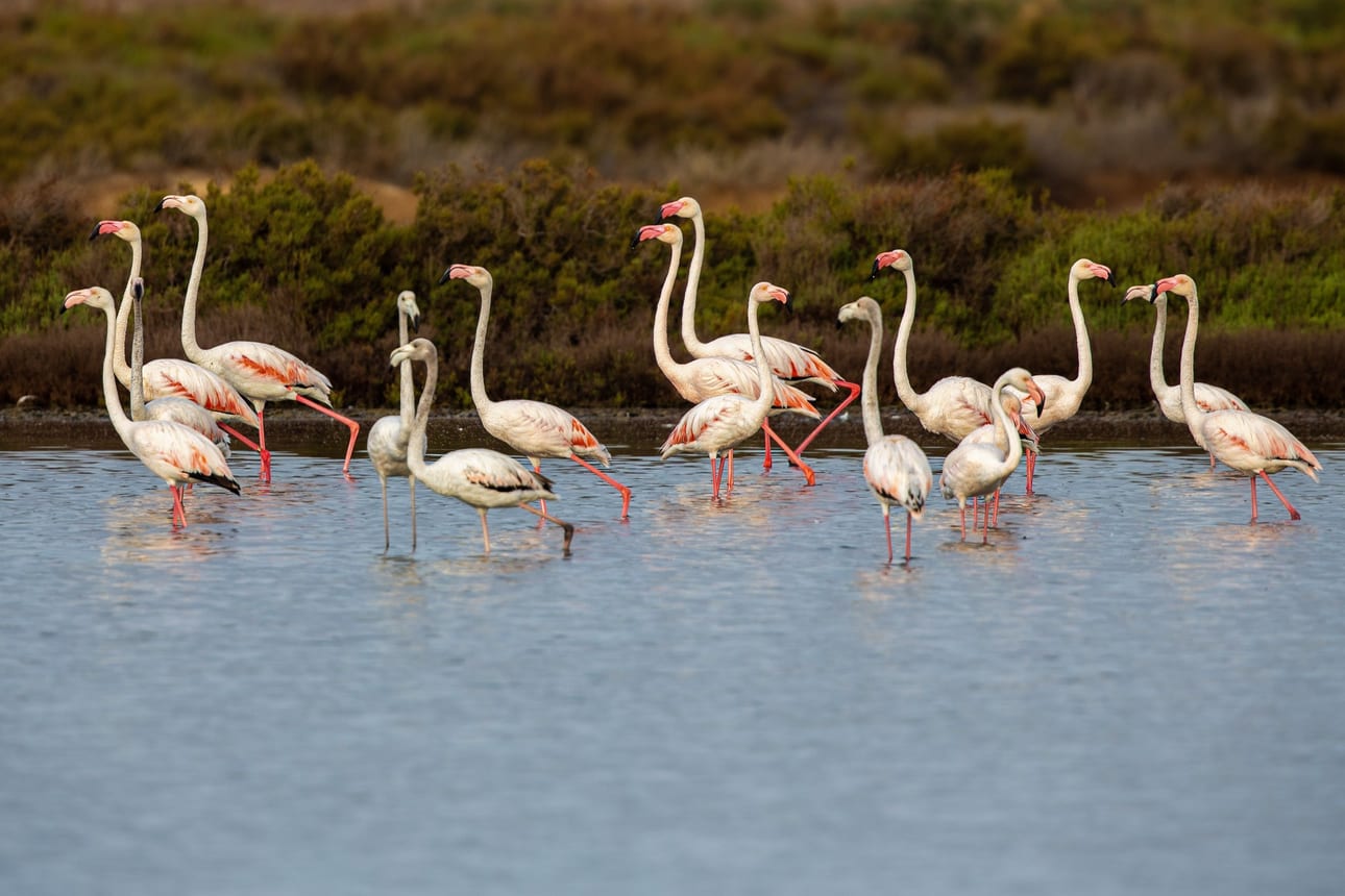 Flamingos de Ibiza 2, fotografia fine art de Bruno Boni. Em plena luz do dia, o grupo de flamingos-rosados (Phoenicopterus roseus) avança pelo raso de Ses Salines com os…