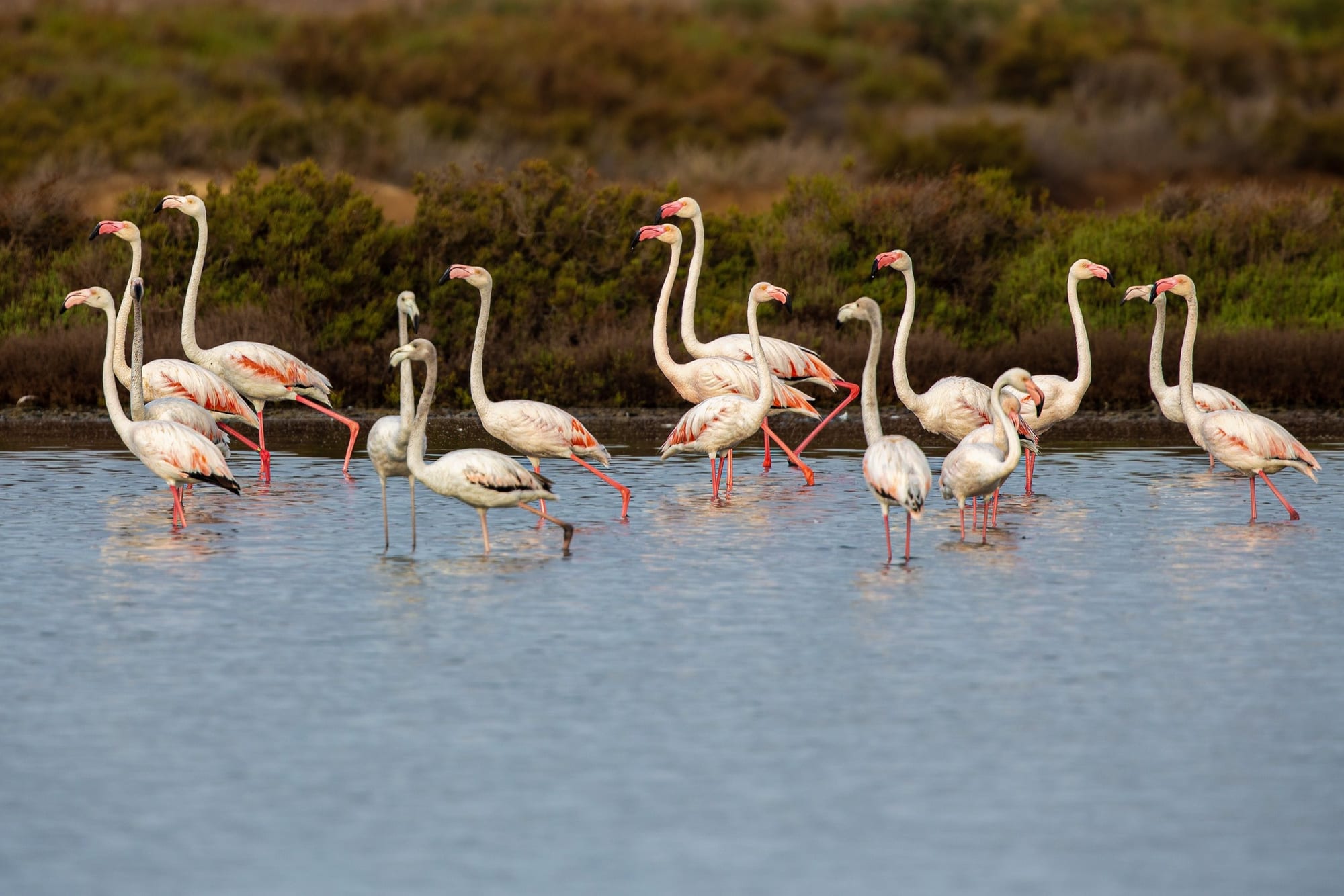 Flamingos de Ibiza 2, fotografia fine art de Bruno Boni. Em plena luz do dia, o grupo de flamingos-rosados (Phoenicopterus roseus) avança pelo raso de Ses Salines com os…