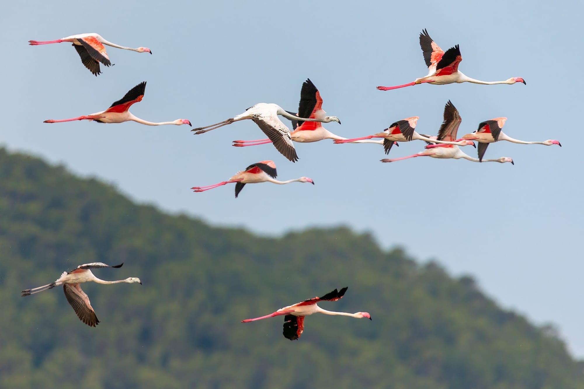 Flamingos de Ibiza 3, fotografia fine art de Bruno Boni. No coração do Parque Natural de Ses Salines, em Ibiza, flamingos-rosados (Phoenicopterus roseus) sobrevoam as salinas…