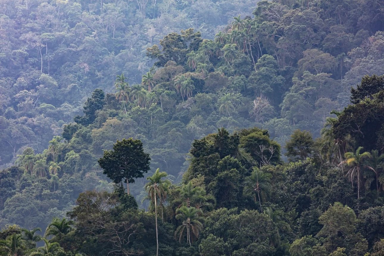 Floresta em Planos, fotografia fine art de Bruno Boni. A encosta da Mata Atlântica na Ilha da Gipóia, em Angra dos Reis, aparece em sucessivos planos de verde, dissolvidos…