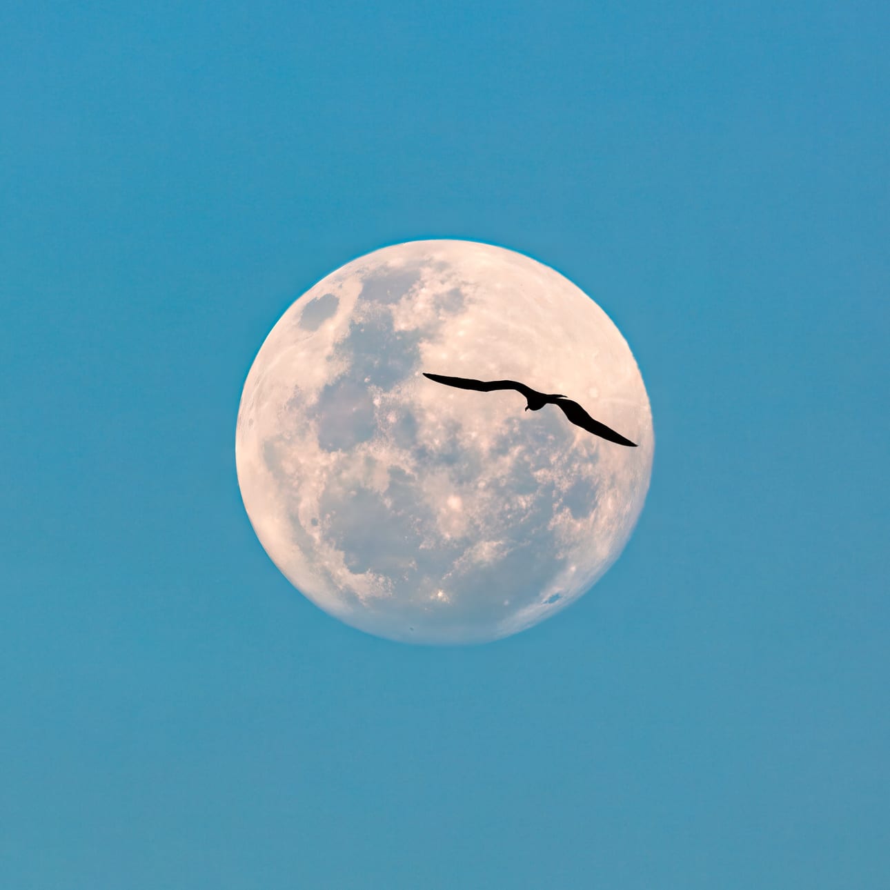 Fly Me to The Moon 1, fotografia fine art de Bruno Boni. A lua cheia ainda visível em pleno dia, suspensa em um céu azul sem nuvens. No instante exato, uma fragata (Fregata…