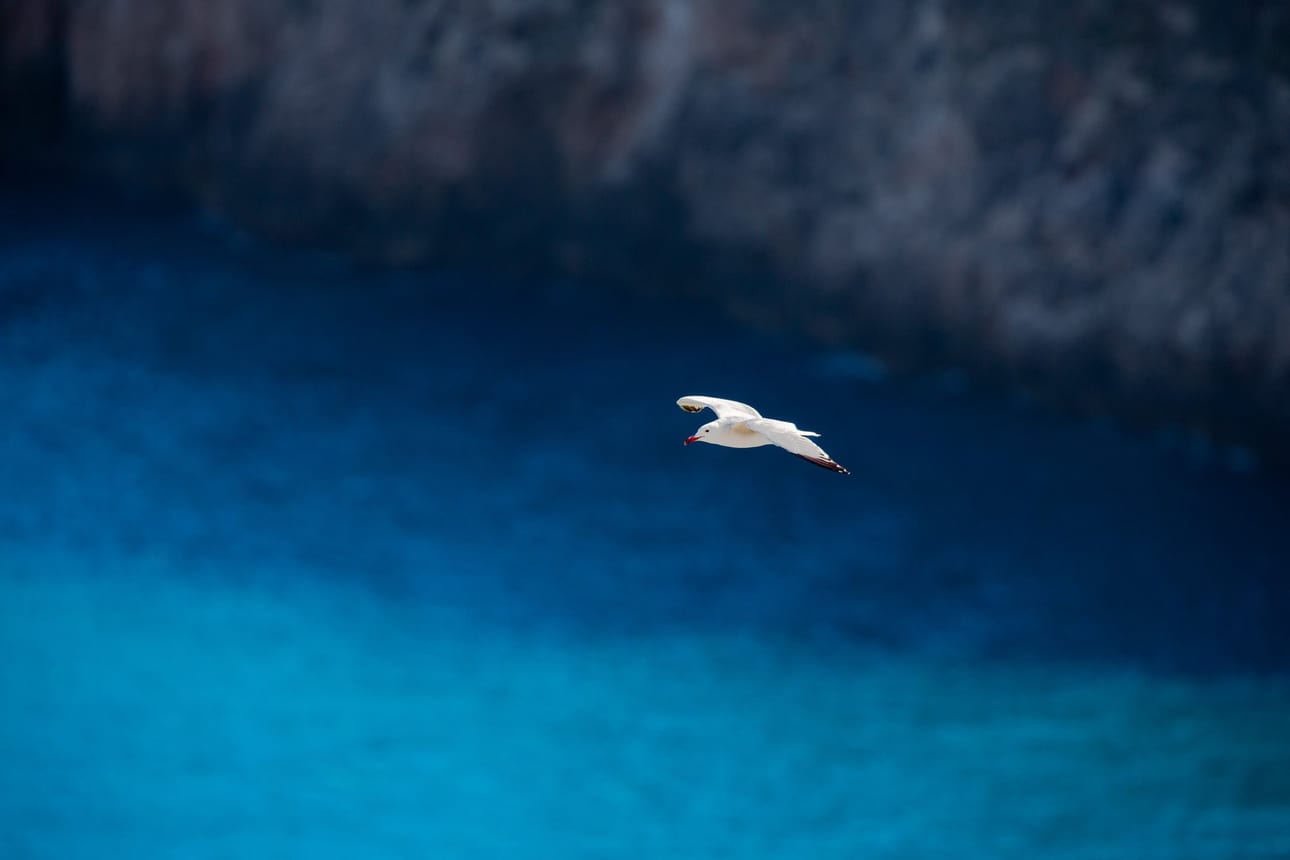 Esperança Sobre Azul, fotografia fine art de Bruno Boni. Gaivota-de-Audouin voando sobre as águas azul-turquesa da costa de Ibiza. Espécie rara e protegida, quase extinta nas…