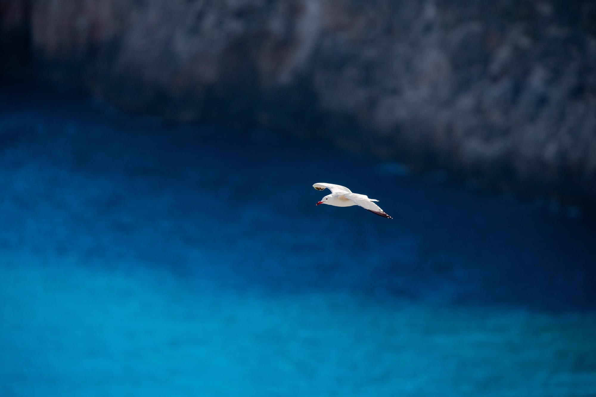Hope Over Blue, fine art photograph by Bruno Boni. An Audouin's gull flying over the turquoise waters of the Ibiza coast. A rare and protected species, nearly extinct in…