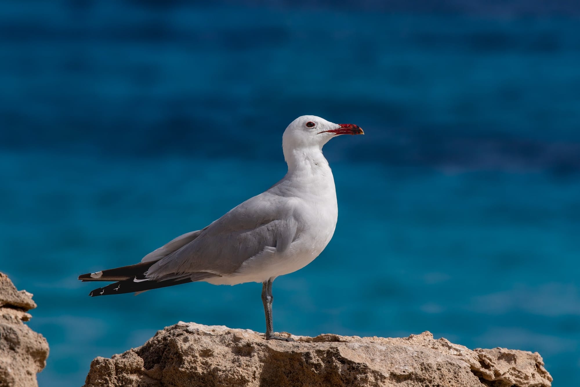 Gaivota-de-Audouin, fotografia fine art de Bruno Boni. Uma gaivota-de-Audouin destaca-se pela plumagem cinza-prateada e pelo marcante bico e anel ocular vermelhos, sobre as…