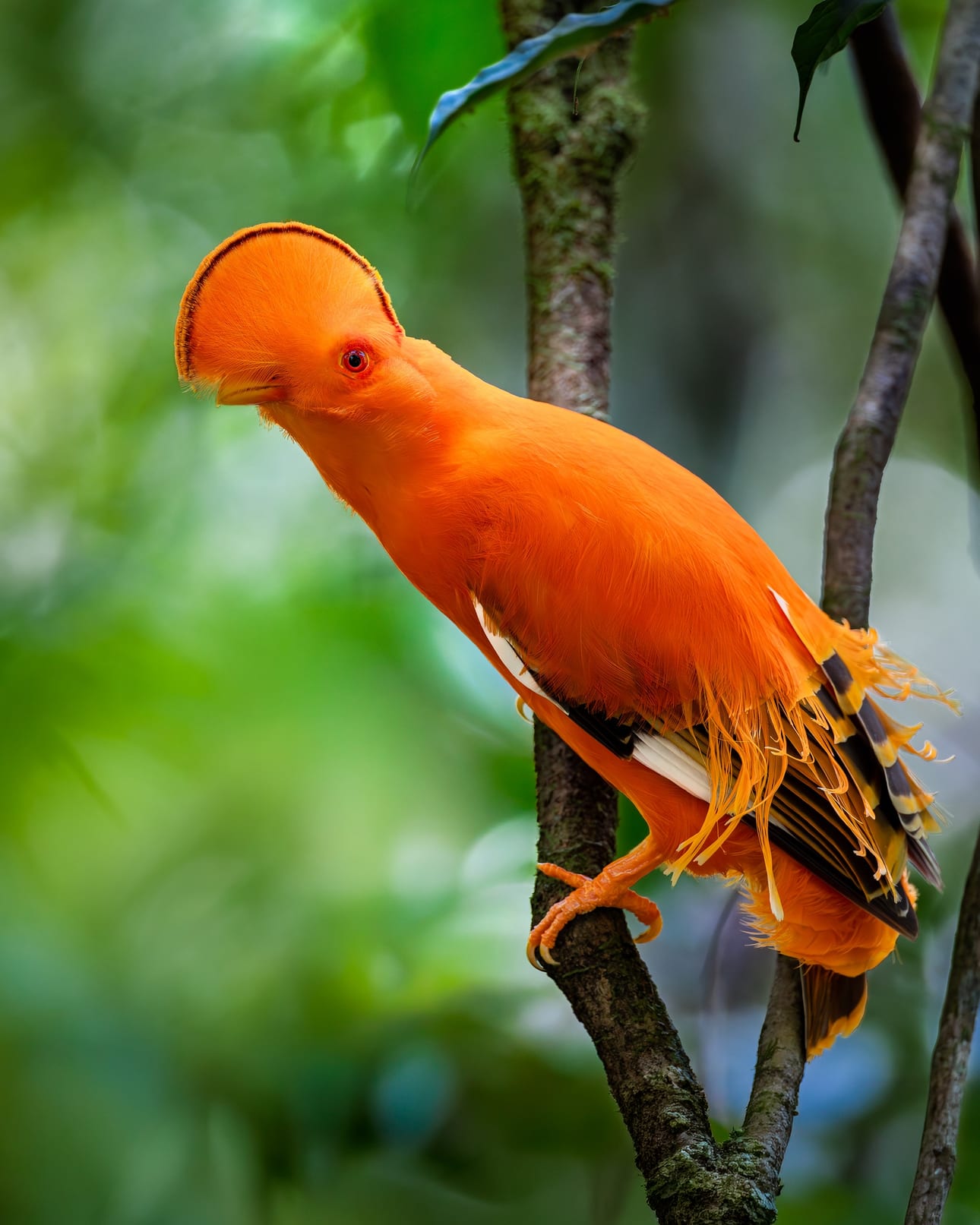 Galo-da-Serra 1, fine art photograph by Bruno Boni. The Guianan cock-of-the-rock (Rupicola rupicola) captured in profile, displaying the semicircular crest that reveals…