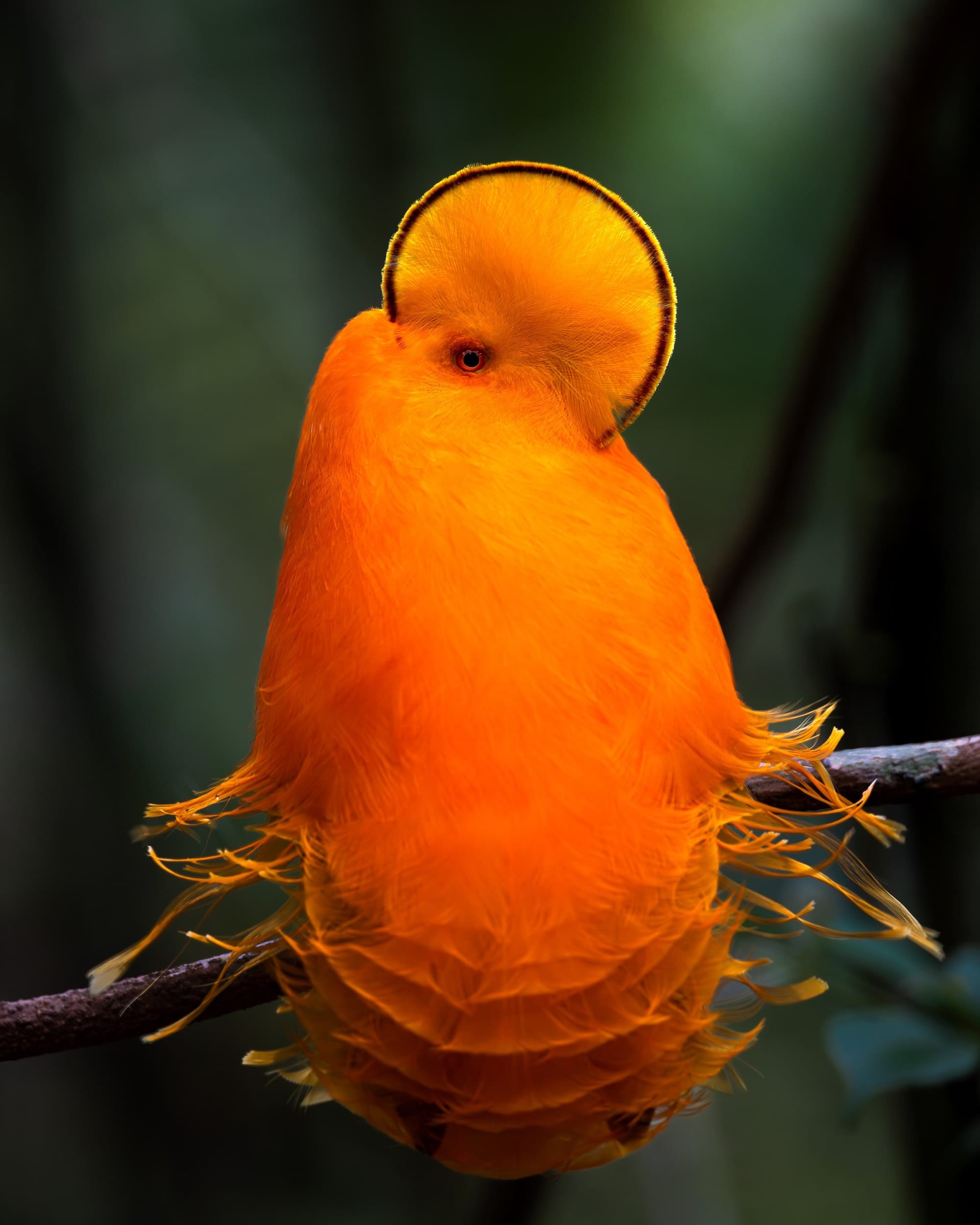 Galo-da-Serra 2, fotografia fine art de Bruno Boni. Galo-da-Serra (Rupicola rupicola) captado de costas, exibindo a crista semicircular em silhueta e a plumagem inflada em…