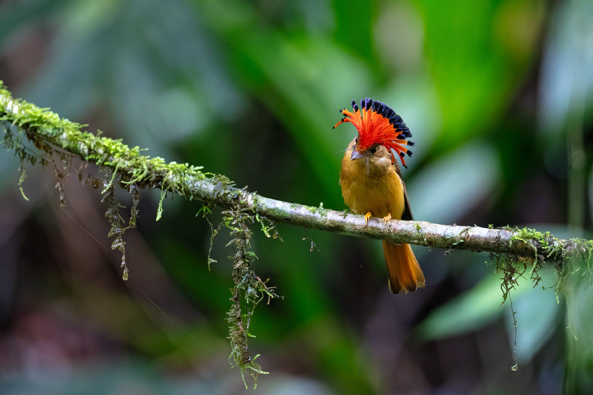 Maria Leque do Sudeste 1, fotografia fine art de Bruno Boni. A maria-leque-do-sudeste (Onychorhynchus swainsoni) protagoniza um dos grandes espetáculos da natureza: ao abrir o…