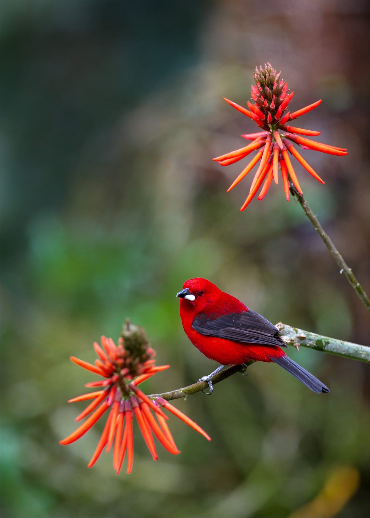 Mulungu e Tiê-Sangue, fotografia fine art de Bruno Boni. Um macho de tiê-sangue (Ramphocelus bresilius) pousa entre as inflorescências do mulungu (Erythrina speciosa), em um…