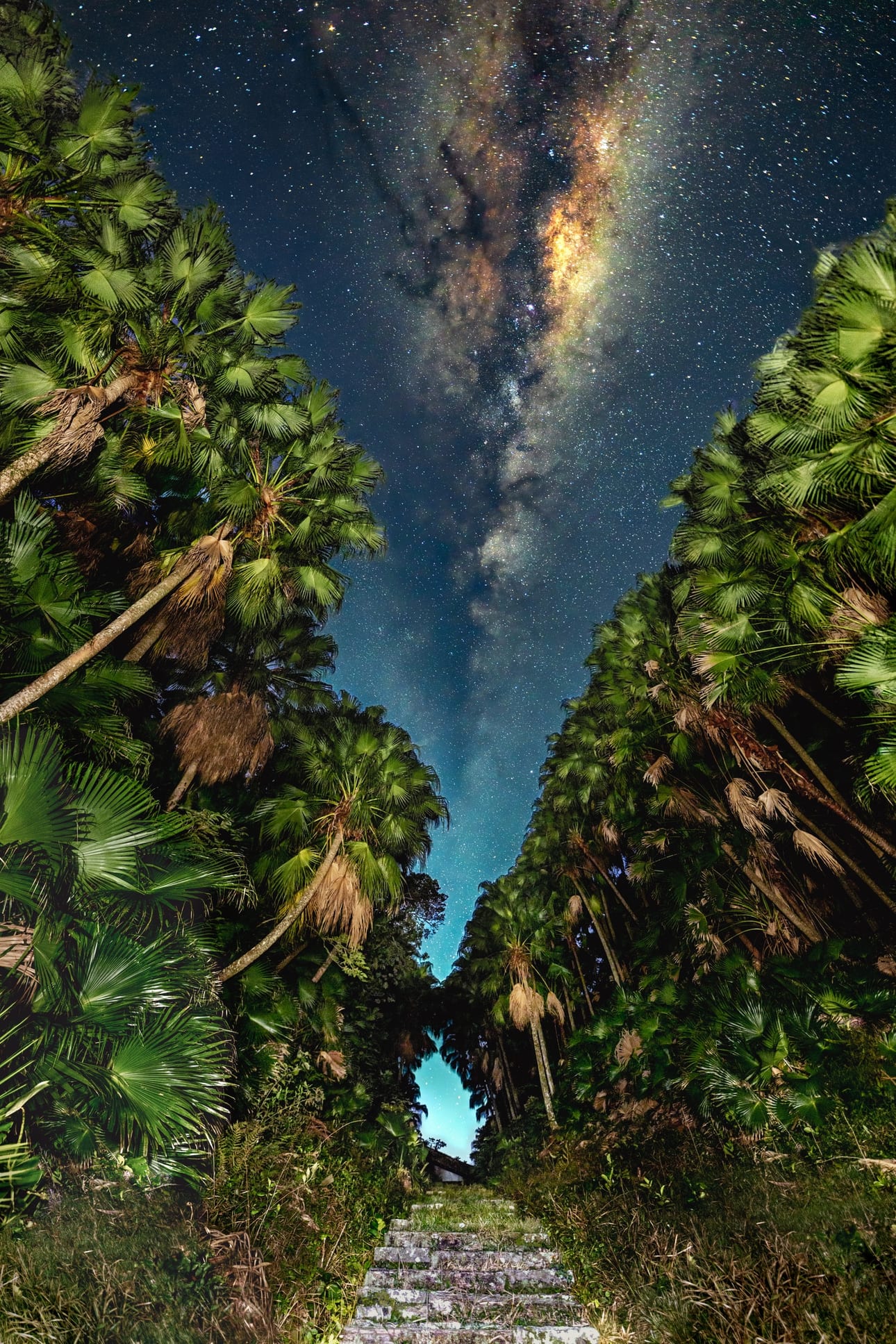 Stairway to Heaven, fine art photograph by Bruno Boni. A staircase climbs between a corridor of palm trees and leads to the sky. The Milky Way, aligned with the opening…