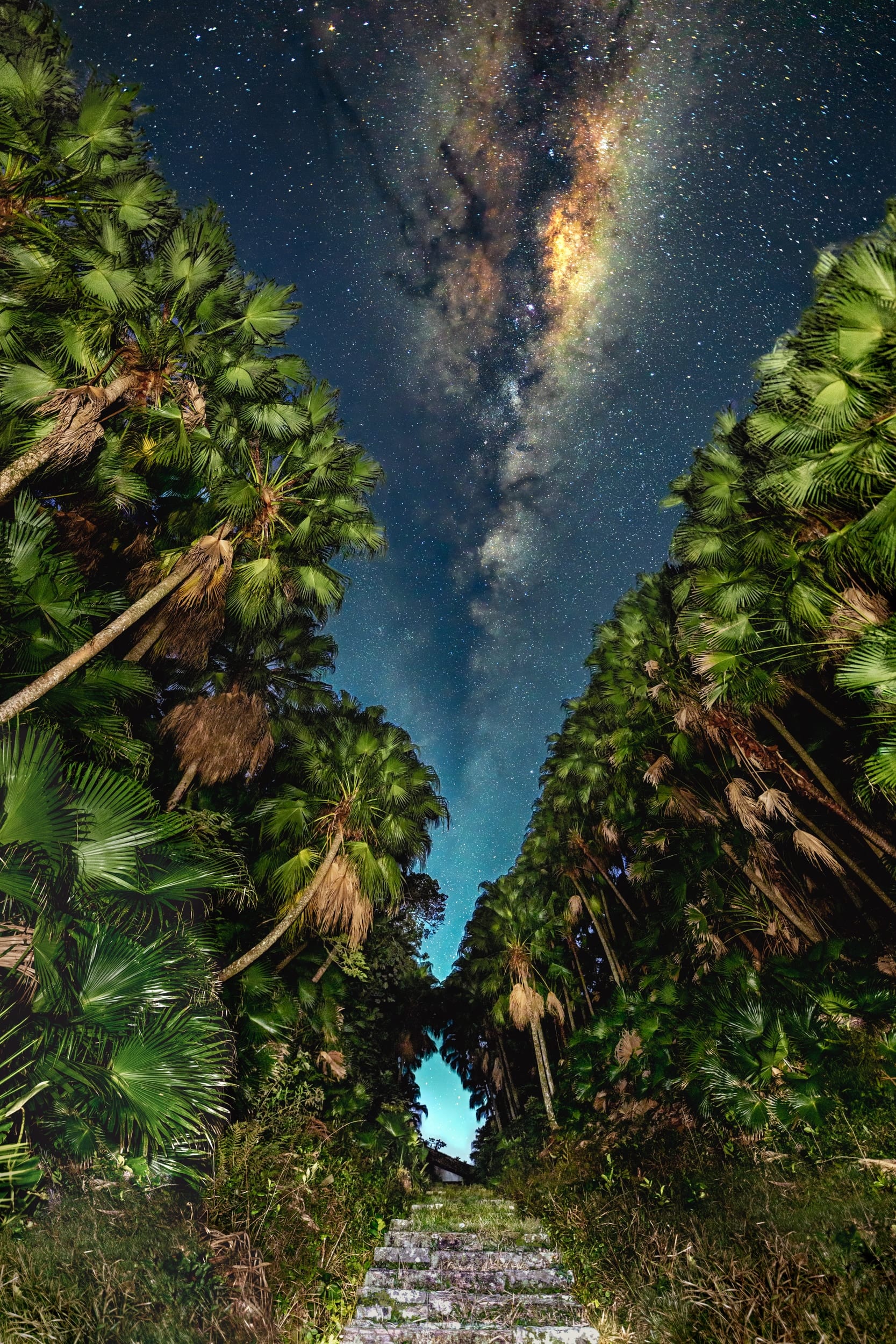 Stairway to Heaven, fine art photograph by Bruno Boni. A staircase climbs between a corridor of palm trees and leads to the sky. The Milky Way, aligned with the opening…
