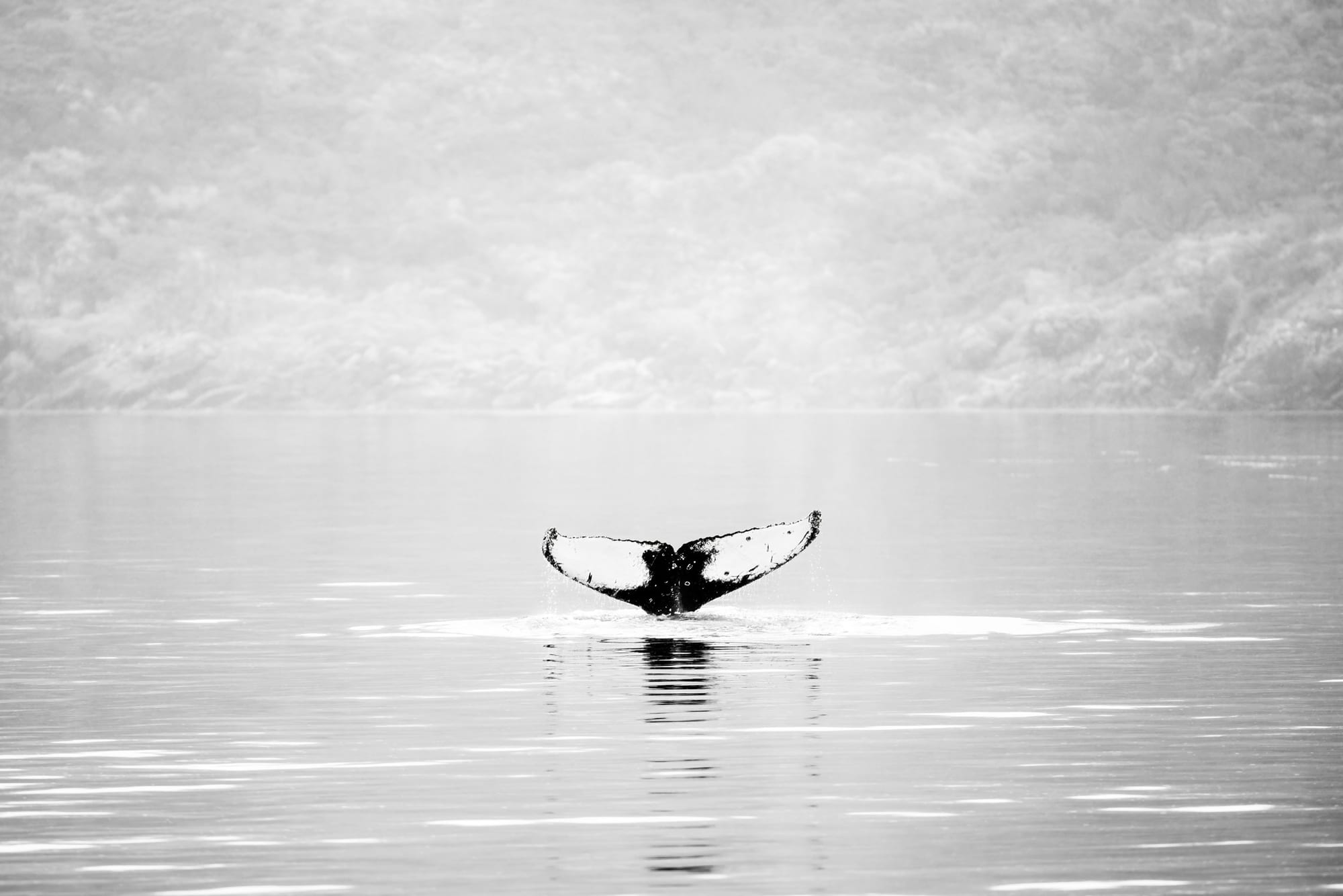 Tail Mist, fotografia fine art de Bruno Boni. A cauda de uma baleia emerge de um mar imóvel, no instante que antecede o mergulho. Em preto e branco, a névoa apaga o…