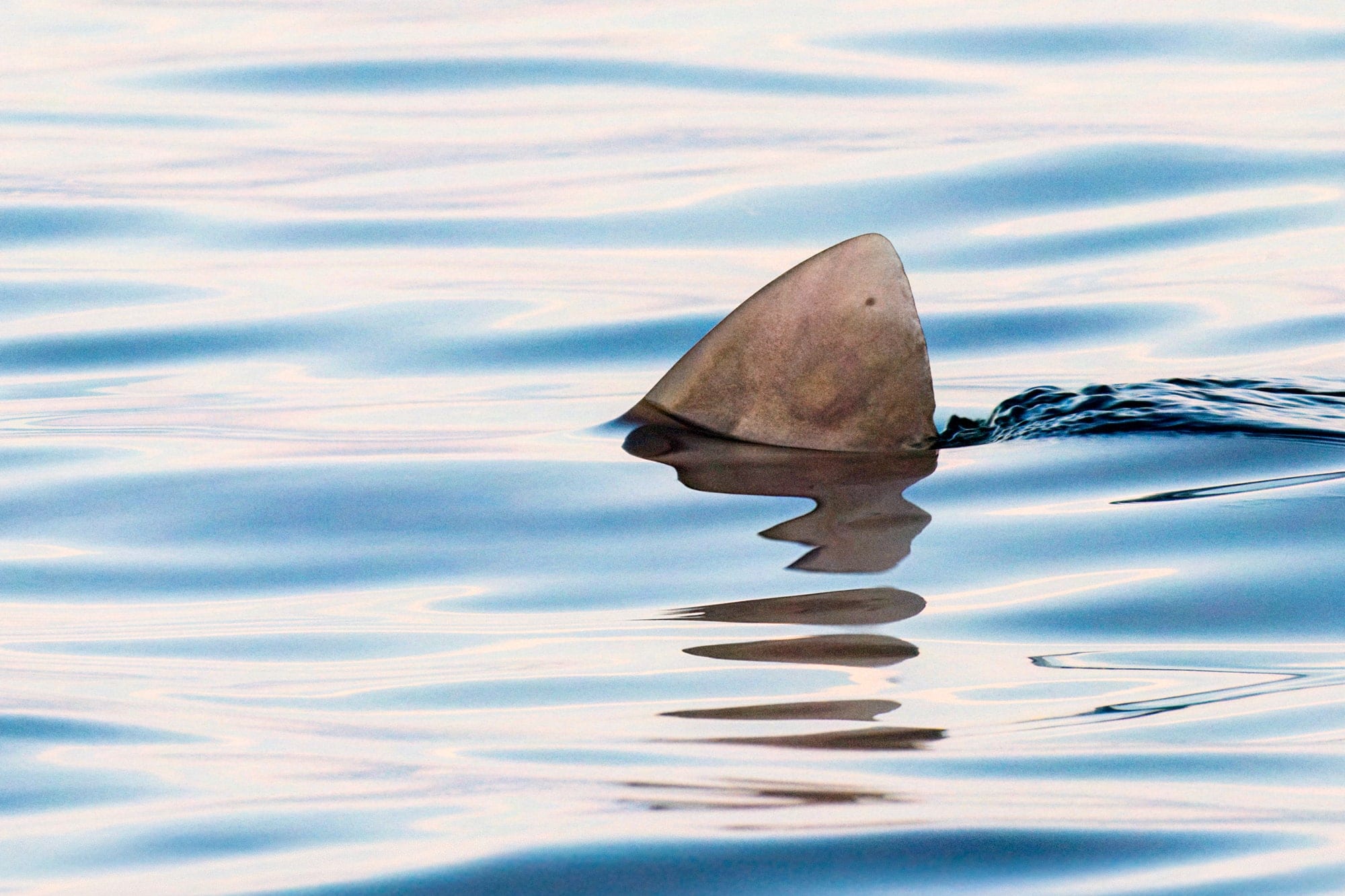 Tensão de Superfície, fotografia fine art de Bruno Boni. Pouco antes do nascer do sol, a nadadeira dorsal de um tubarão-tigre (Galeocerdo cuvier) rompe a superfície e levanta…