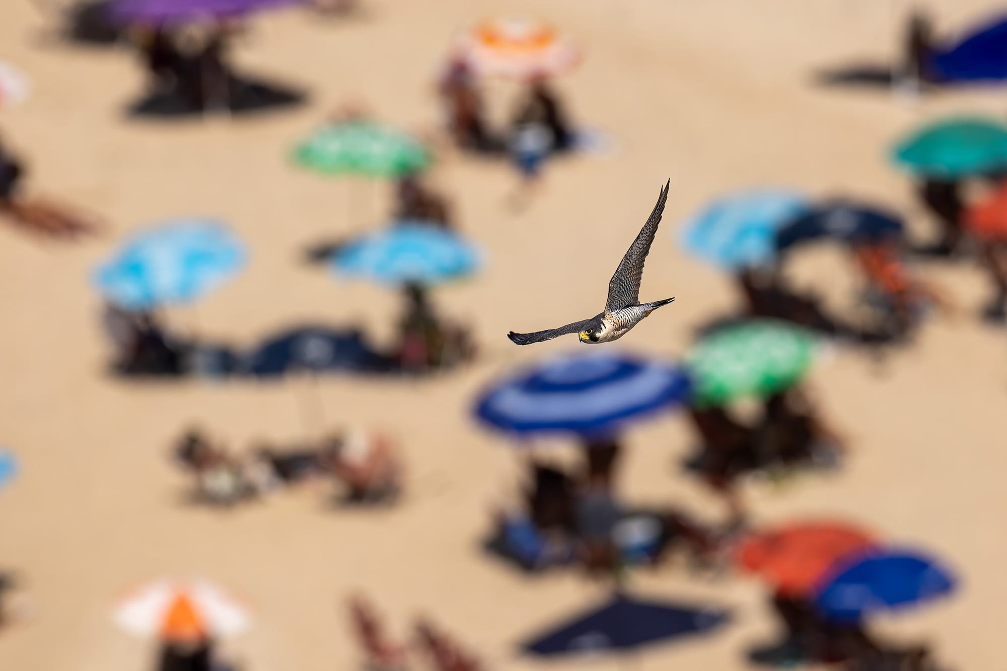 Turista Peregrino, fotografia fine art de Bruno Boni. Falcão-peregrino, o animal mais rápido do mundo, capturado em voo sobre uma praia carioca lotada em pleno verão…